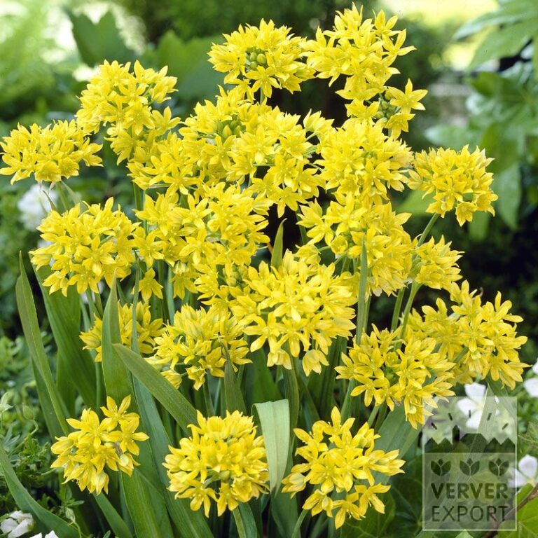 Allium moly (16010)