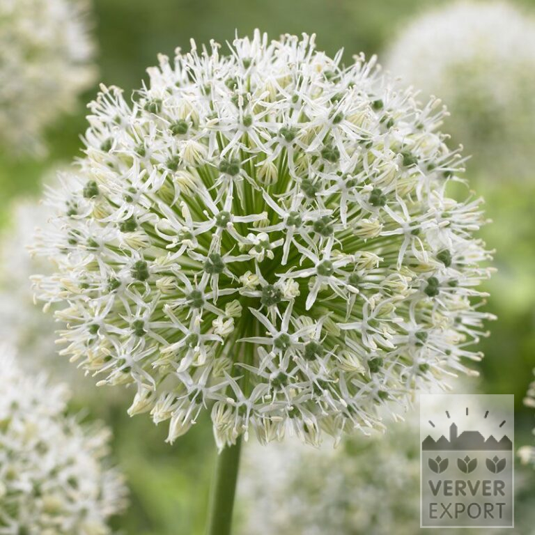 Allium 'Mount Everest' (16011)