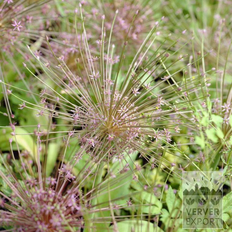 Allium schubertii (16013)