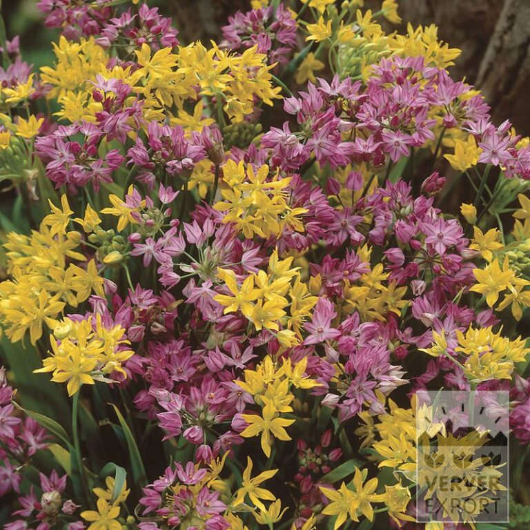 Allium Gemengd (16015)