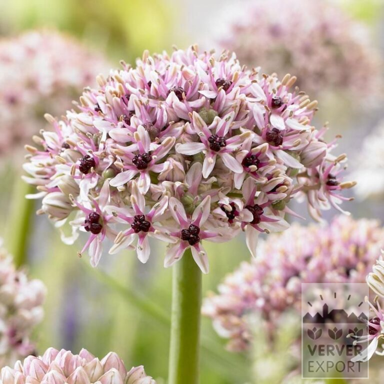 Allium 'Silver Spring' (16016)