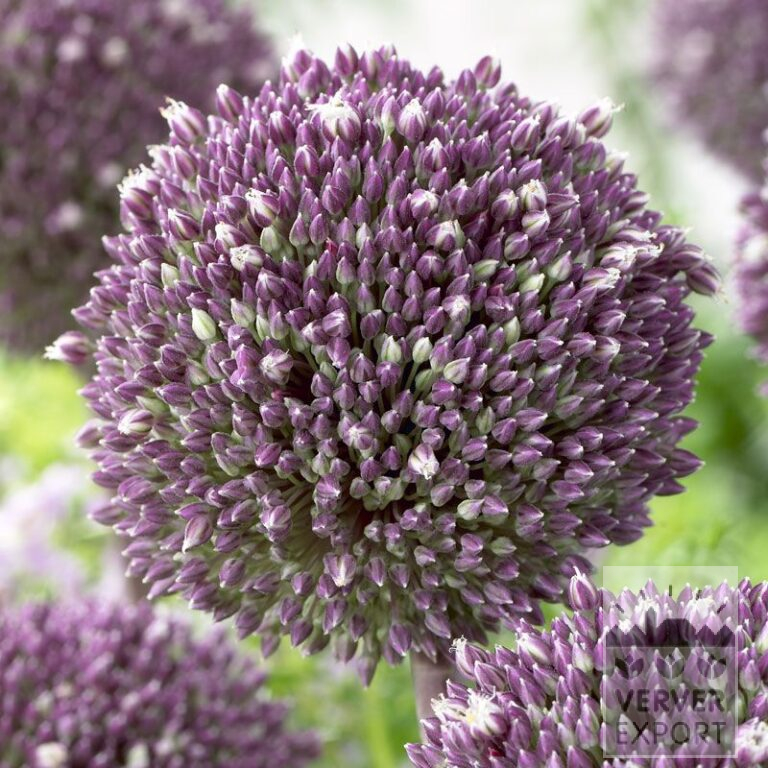 Allium 'Summer Drummer' (16018)