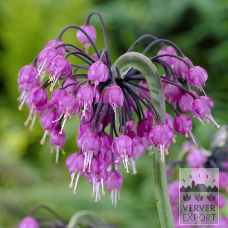 Allium cernuum (16019)
