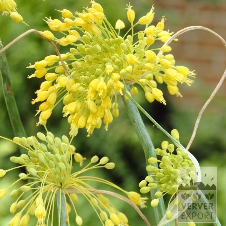 Allium flavum (16020)