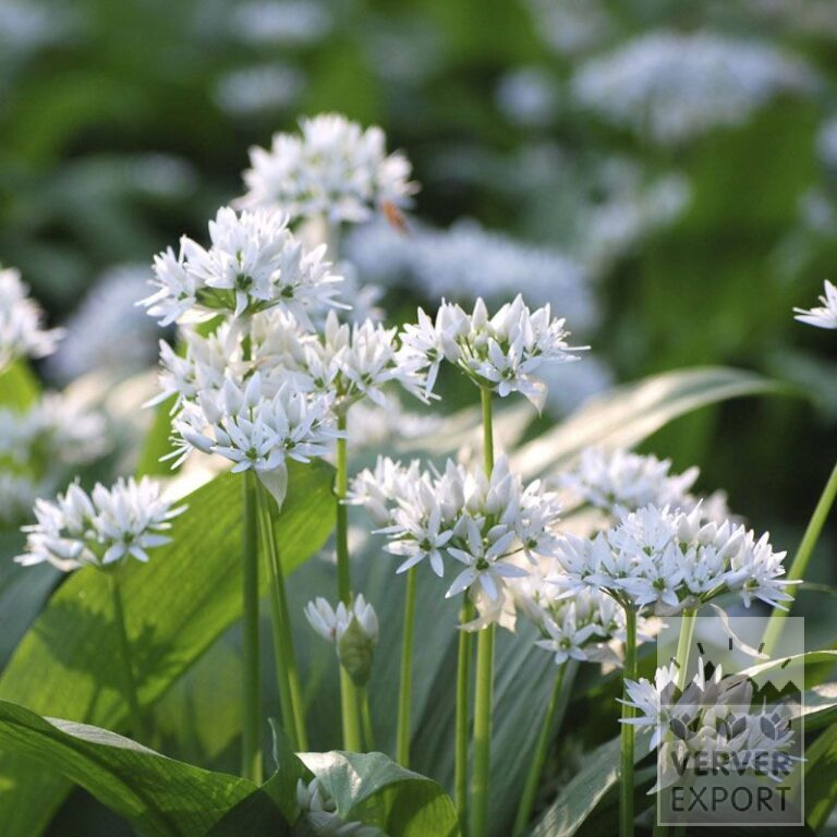 Allium ursinum (16021)