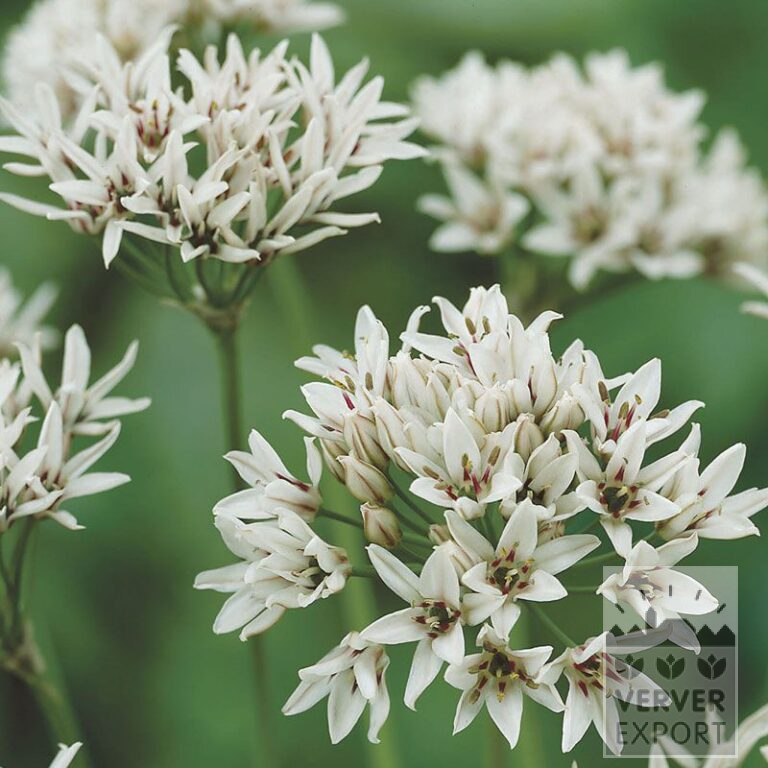 Allium 'Graceful' (16022)