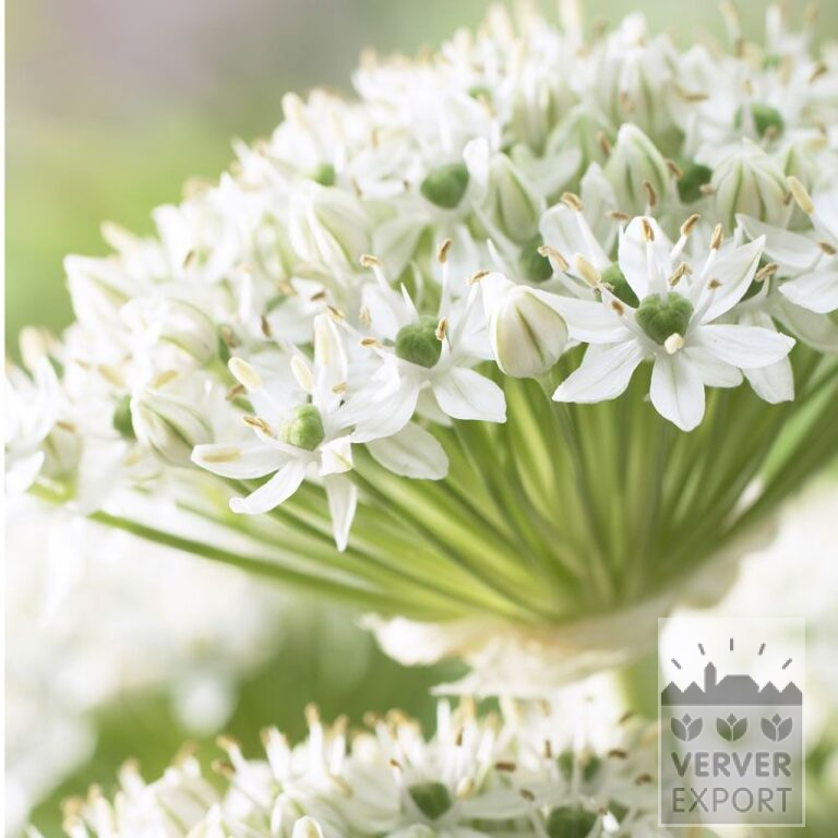 Allium nigrum (16023)