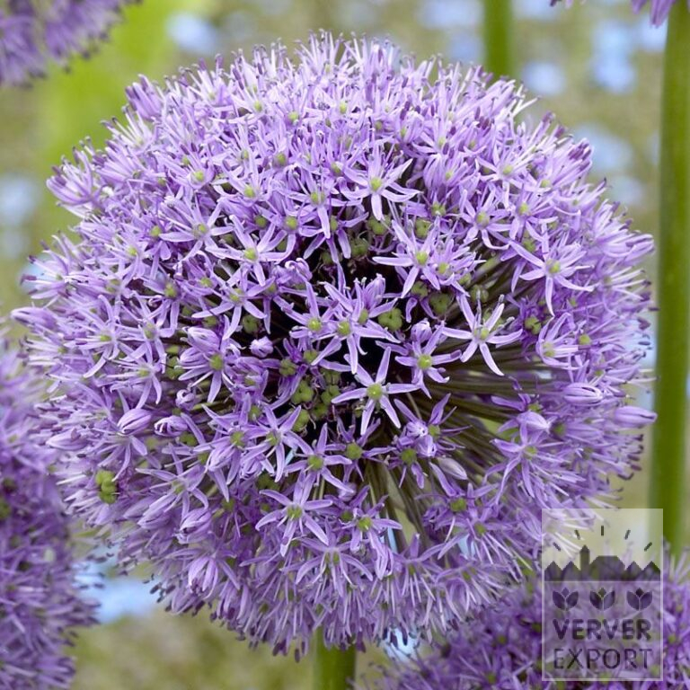 Allium 'Gladiator' (16025)