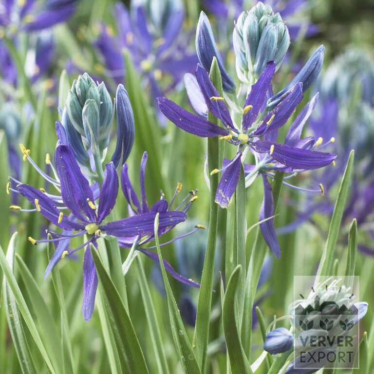 Camassia quamash (16027)