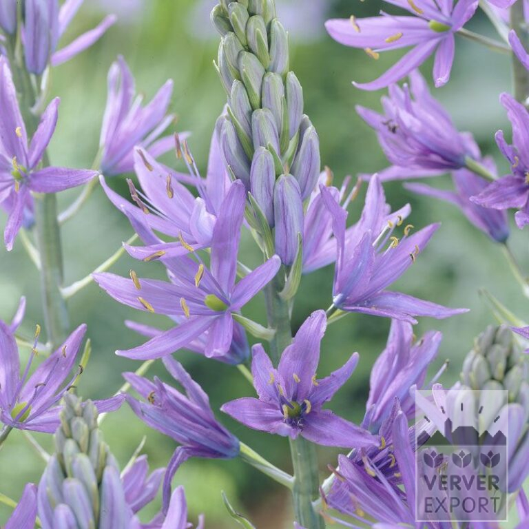 Camassia leichtlinii 'Caerulea' (16028)
