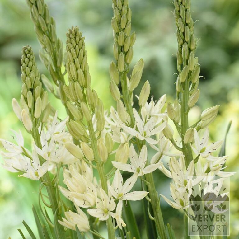 Camassia leichtlinii 'Alba' (16029)