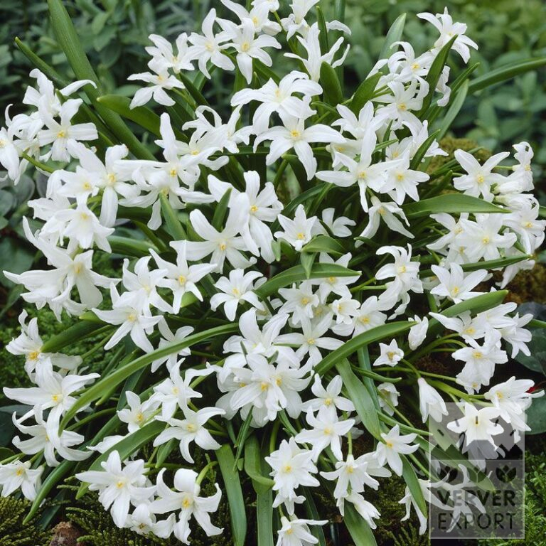 Chionodoxa luciliae 'Alba' (16031)