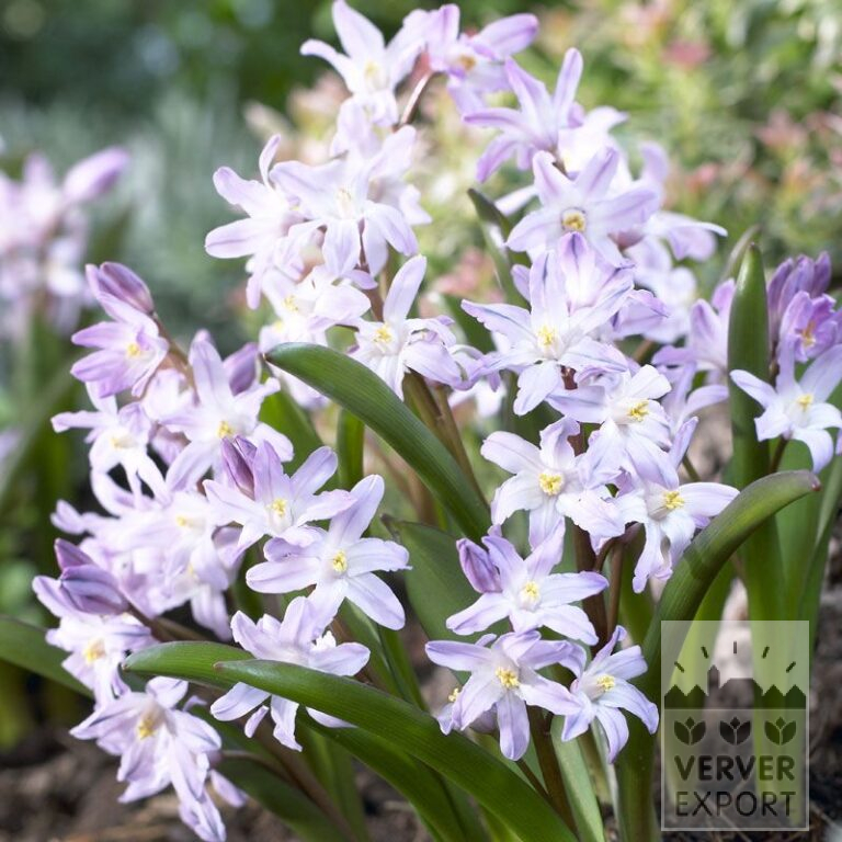 Chionodoxa forbesii 'Pink Giant' (16032)