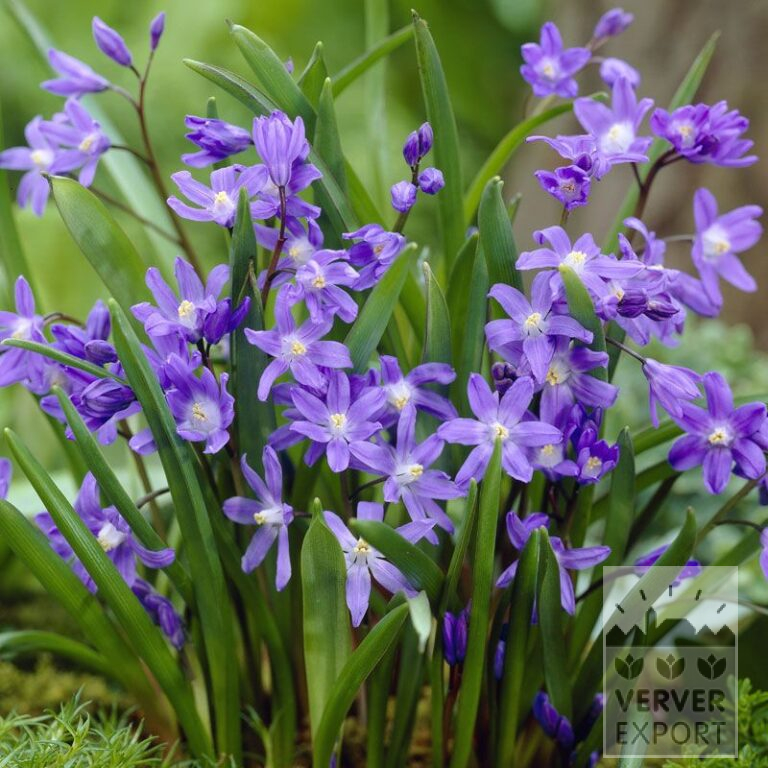 Chionodoxa sardensis (16033)