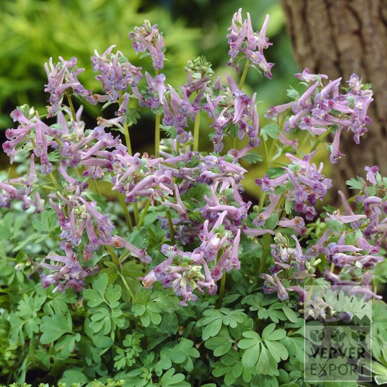 Corydalis solida (16034)