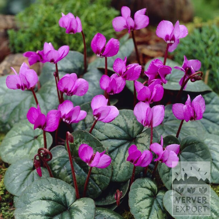 Cyclamen coum (16035)