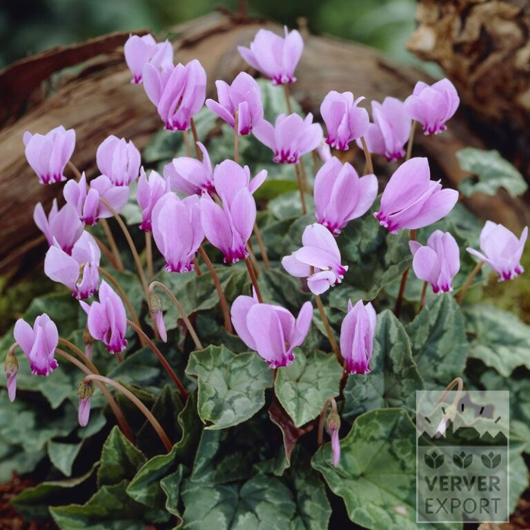 Cyclamen hederifolium (16036)
