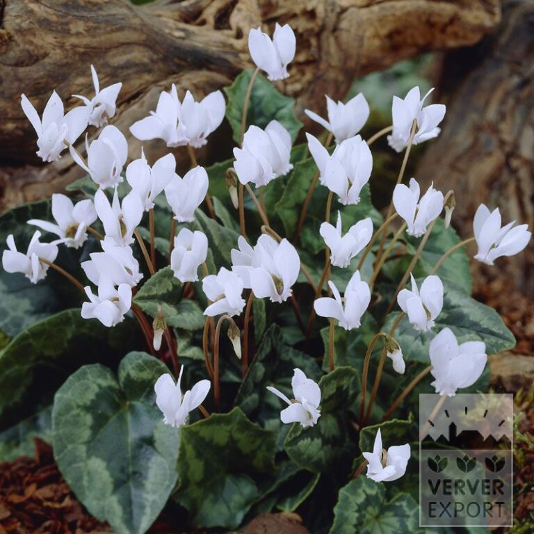 Cyclamen hederifolium 'Album' (16037)