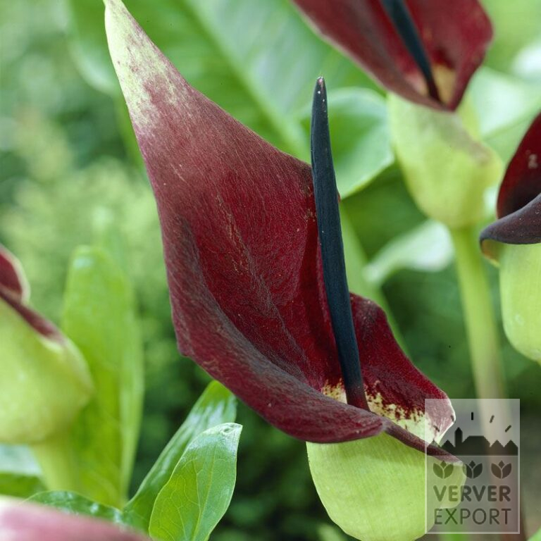 Dracunculus vulgaris (16038)