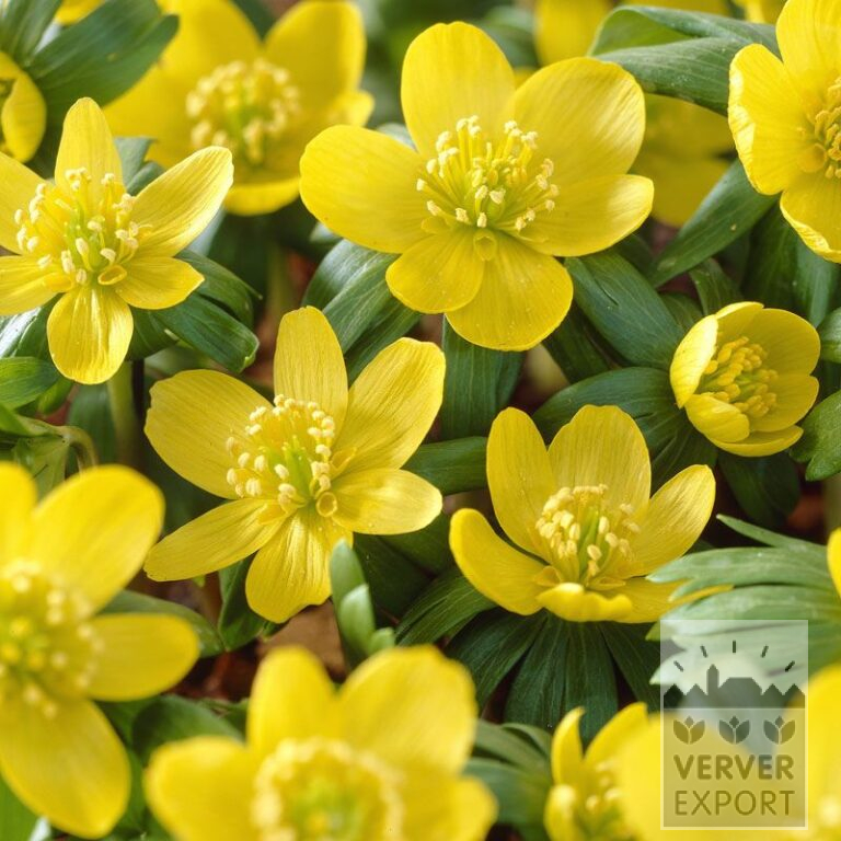 Eranthis hyemalis (16039)