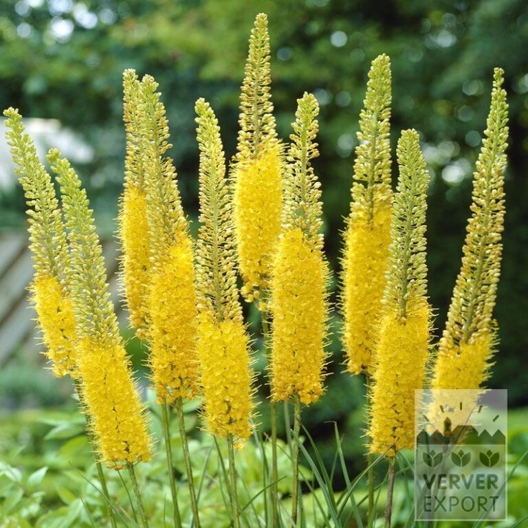 Eremurus bungei (16040)