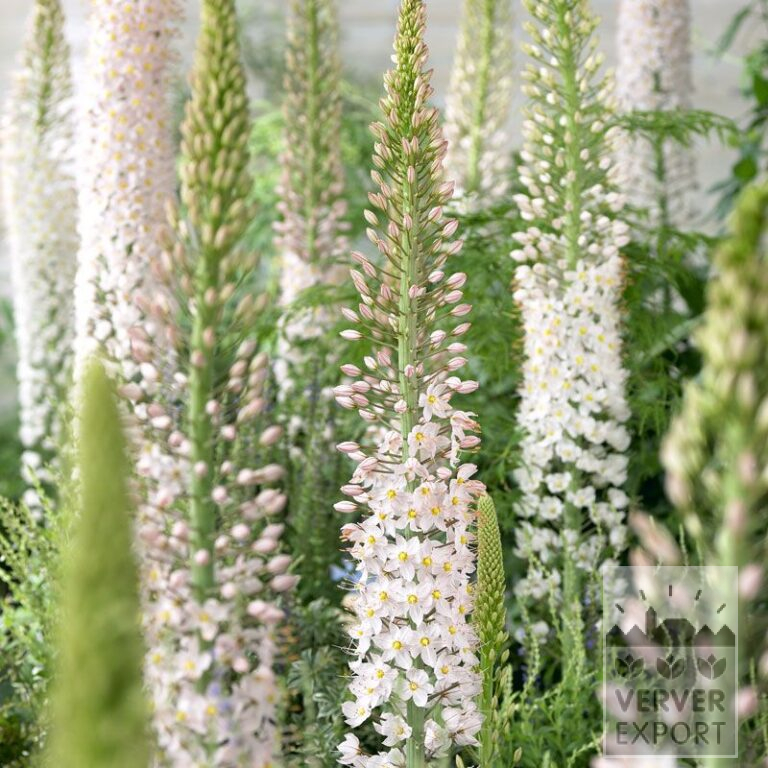 Eremurus robustus (16041)