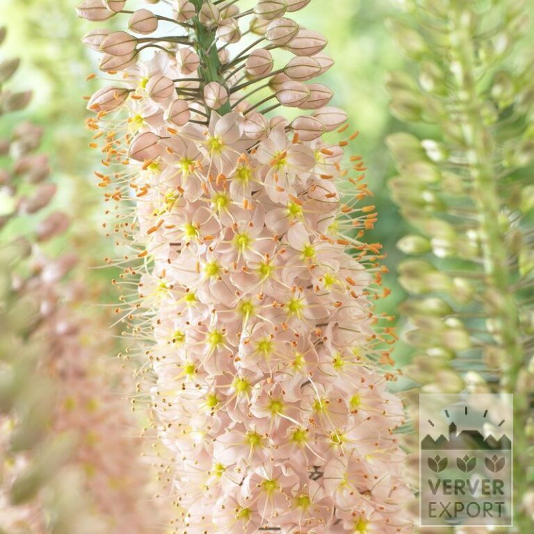 Eremurus ruyter 'Romance' (16047)
