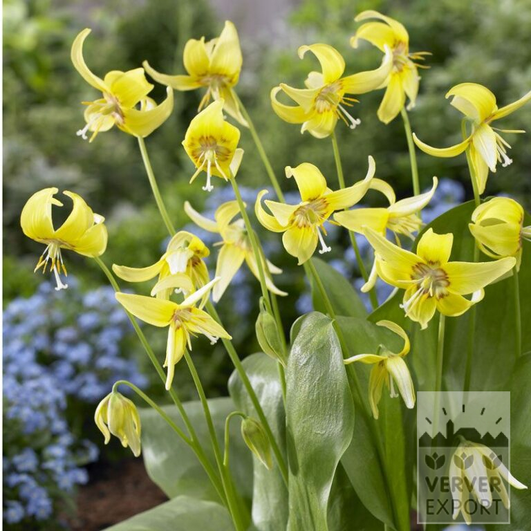 Erythronium 'Pagoda' (16048)