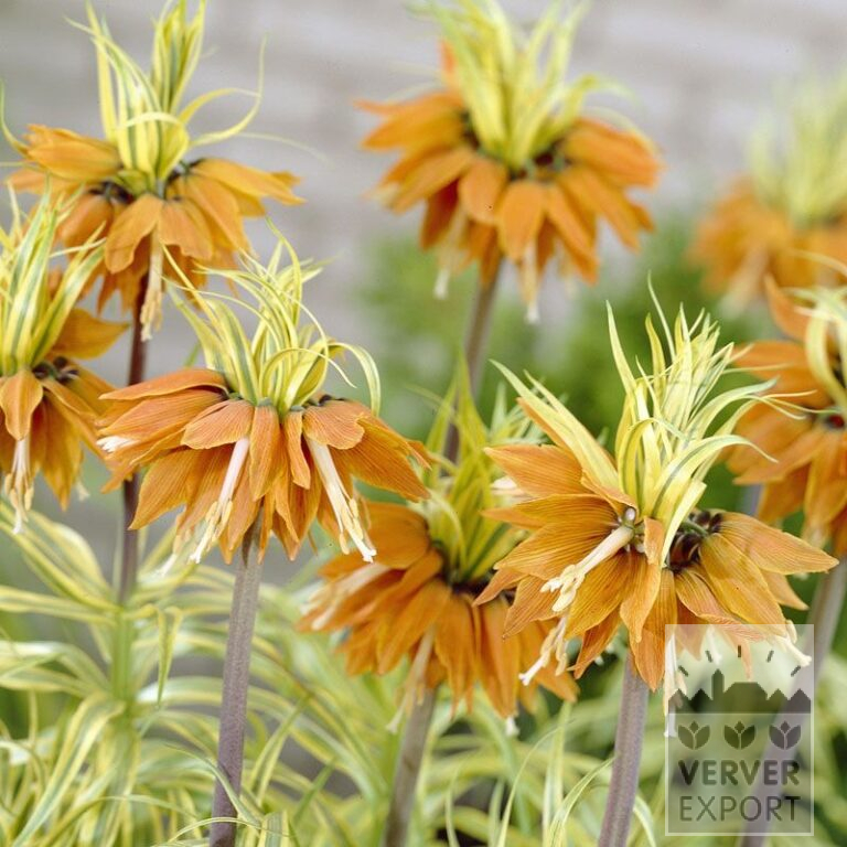 Fritillaria aureomarginata (16050)