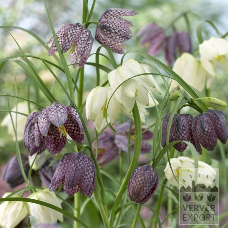 Fritillaria meleagris (16054)