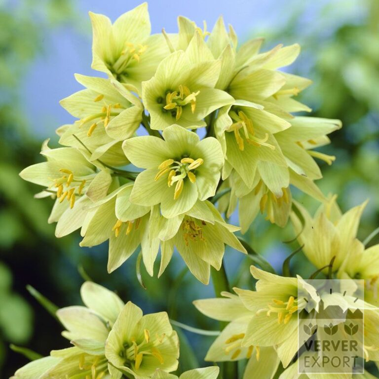 Fritillaria raddeana (16056)