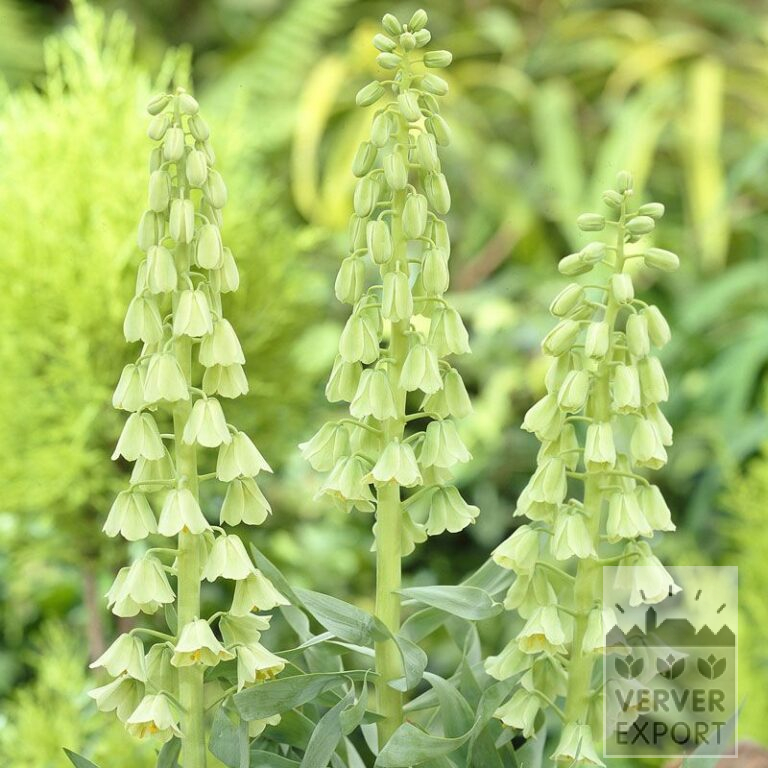 Fritillaria 'Ivory Bells' (16057)
