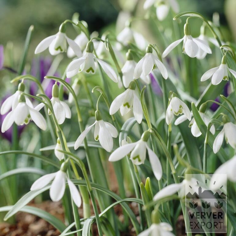 Galanthus nivalis (16058)
