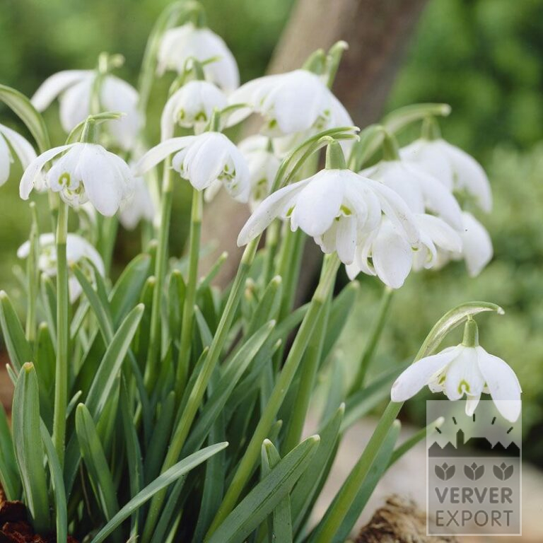 Galanthus nivalis 'Flore Pleno' (16059)