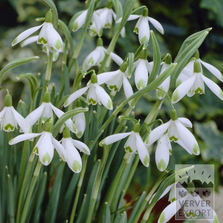 Galanthus nivalis 'Viridi-apice' (16060)