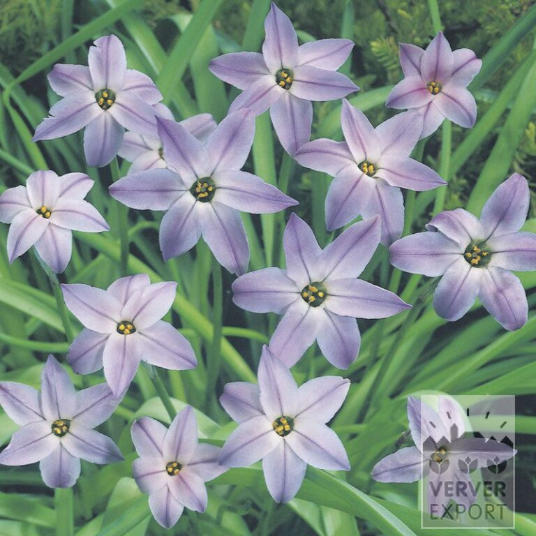 Ipheion uniflorum (16069)