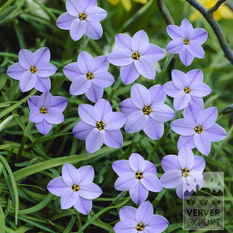 Ipheion uniflorum 'Rolf Fiedler' (16070)