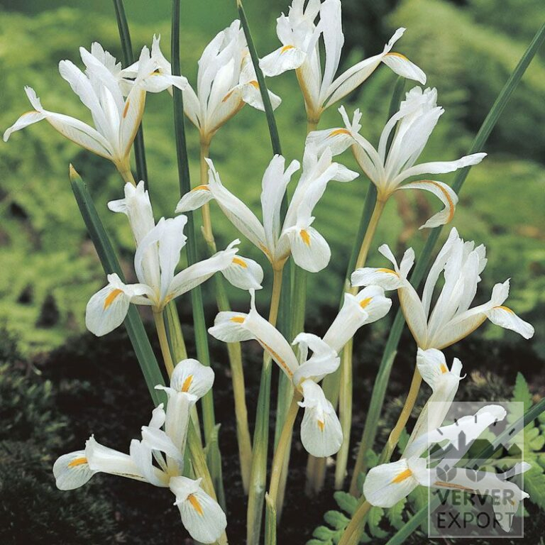 Botanische Iris reticulata 'Natasha' (16076)