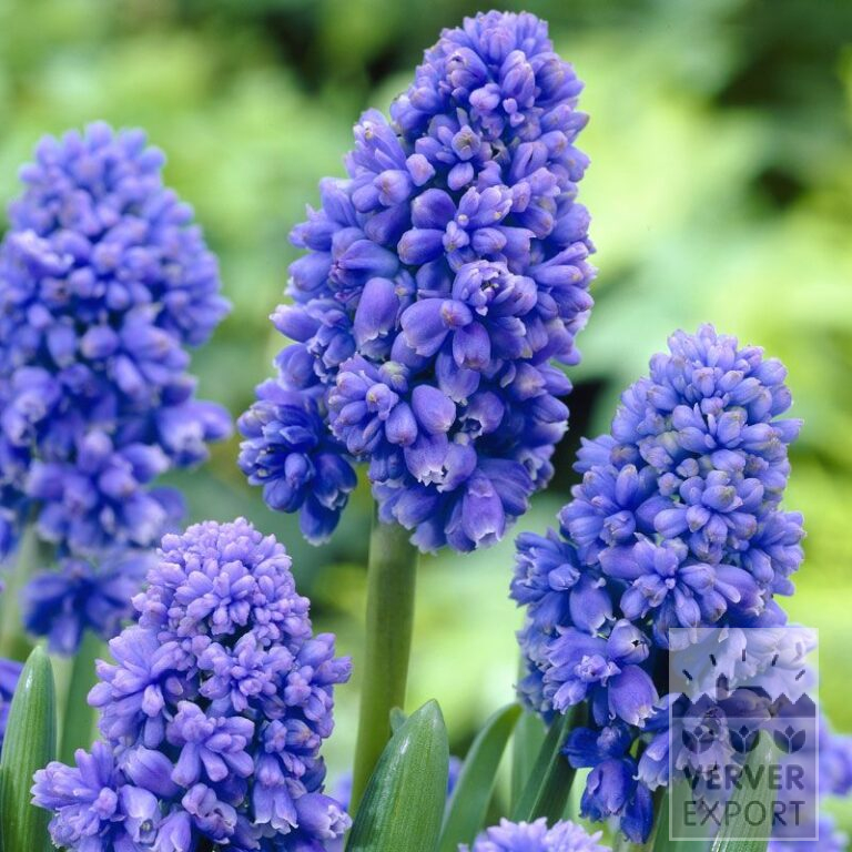Muscari armeniacum 'Blue Spike' (16080)
