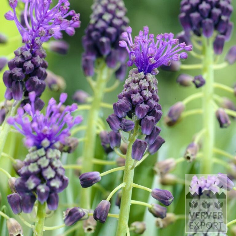 Muscari comosum (16084)