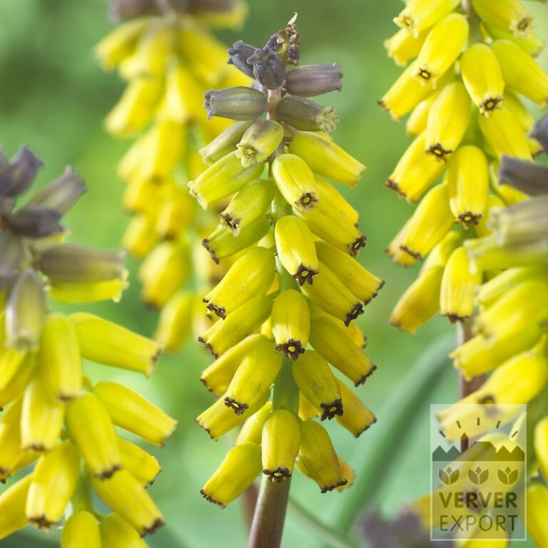 Muscari 'Golden Fragrance' (16085)