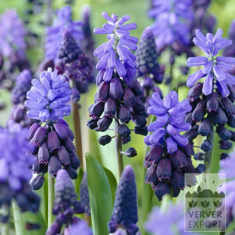 Muscari latifolium (16086)