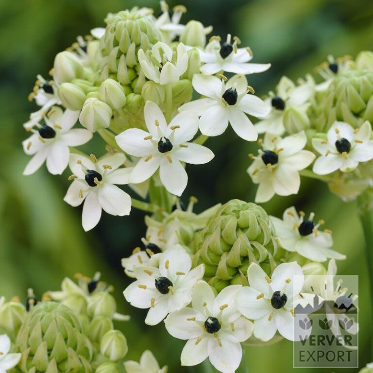 Ornithogalum arabicum (16089)