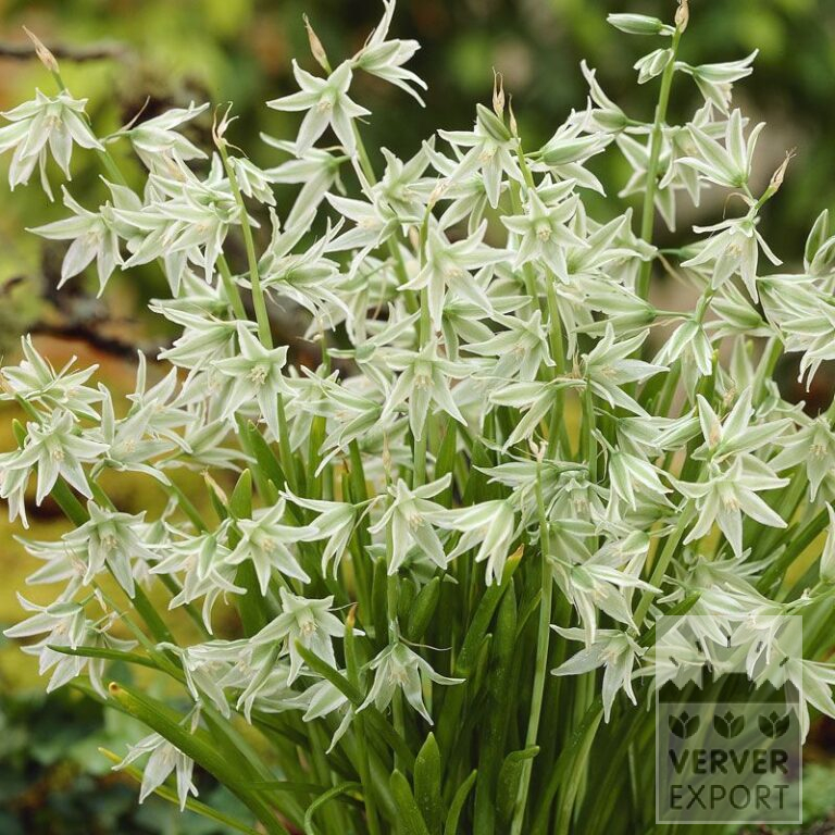 Ornithogalum nutans (16091)