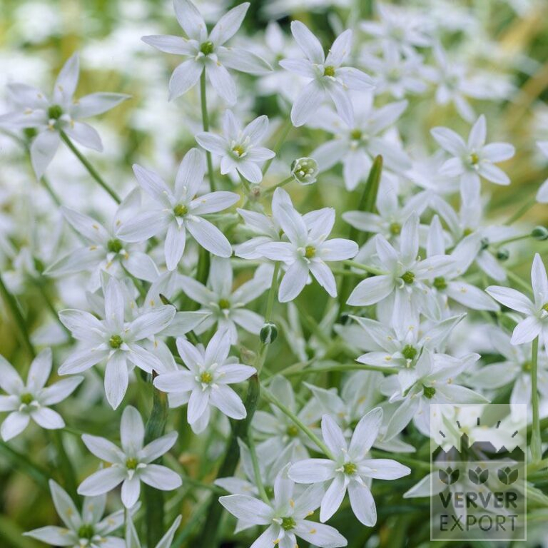 Ornithogalum umbellatum (16092)