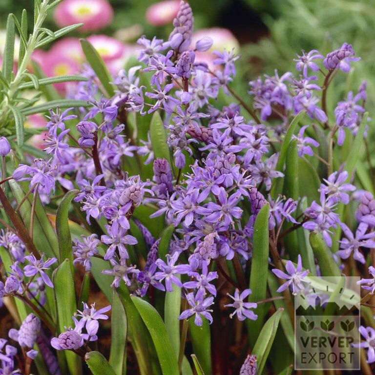 Scilla bifolia (16096)
