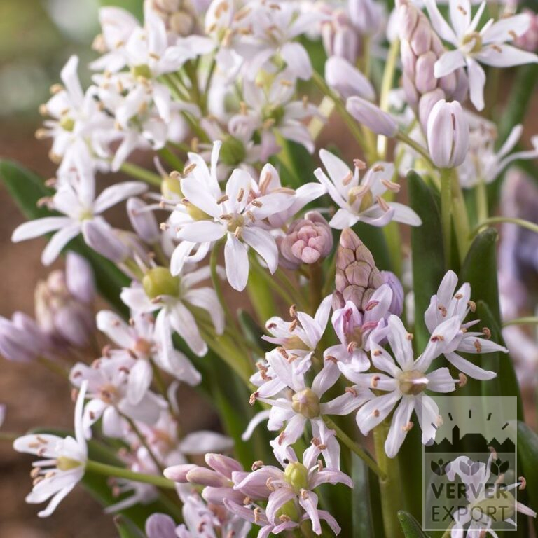 Scilla bifolia rose (16097)