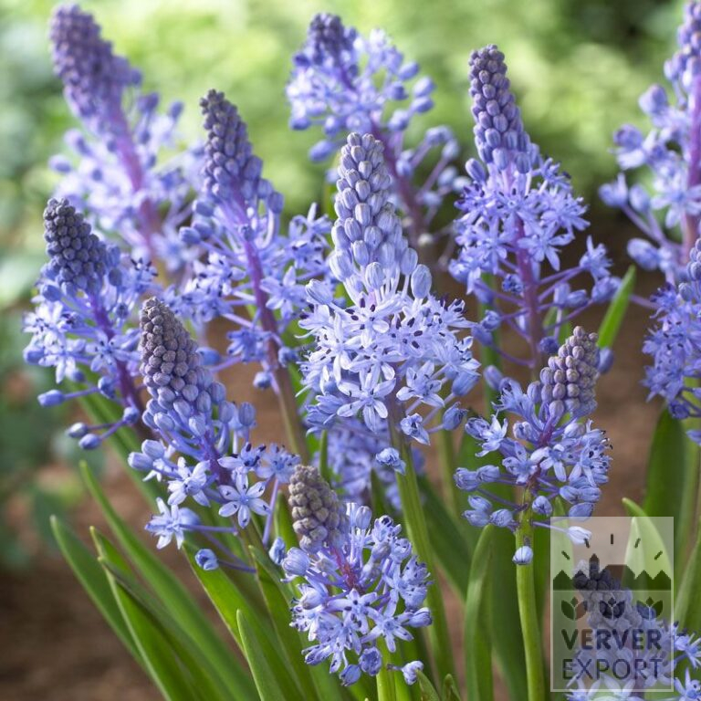 Scilla litardierei (16102)