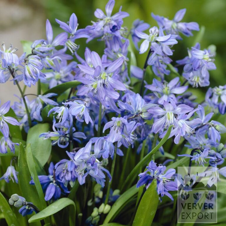 Scilla siberica (16103)