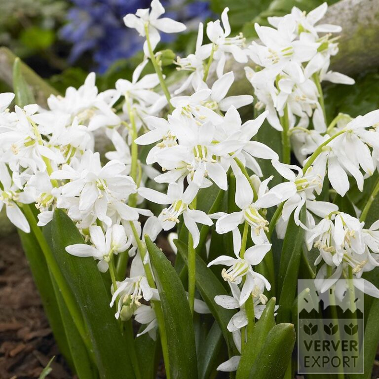 Scilla siberica 'Alba' (16104)